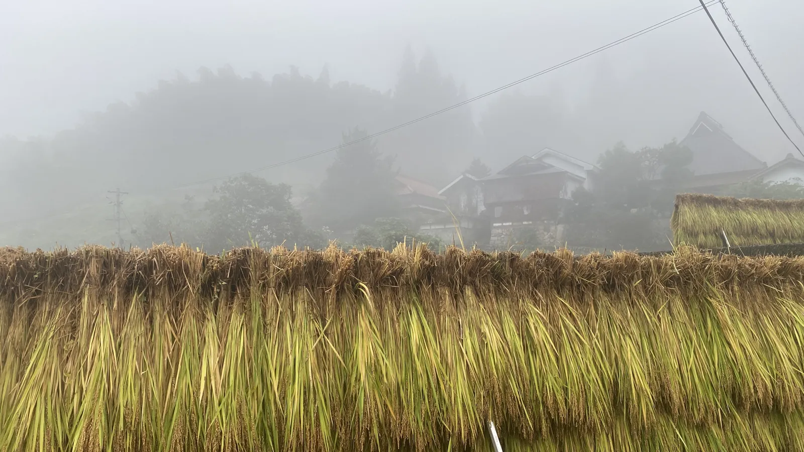 刈り取った稲を干す、秋の棚田の風景。