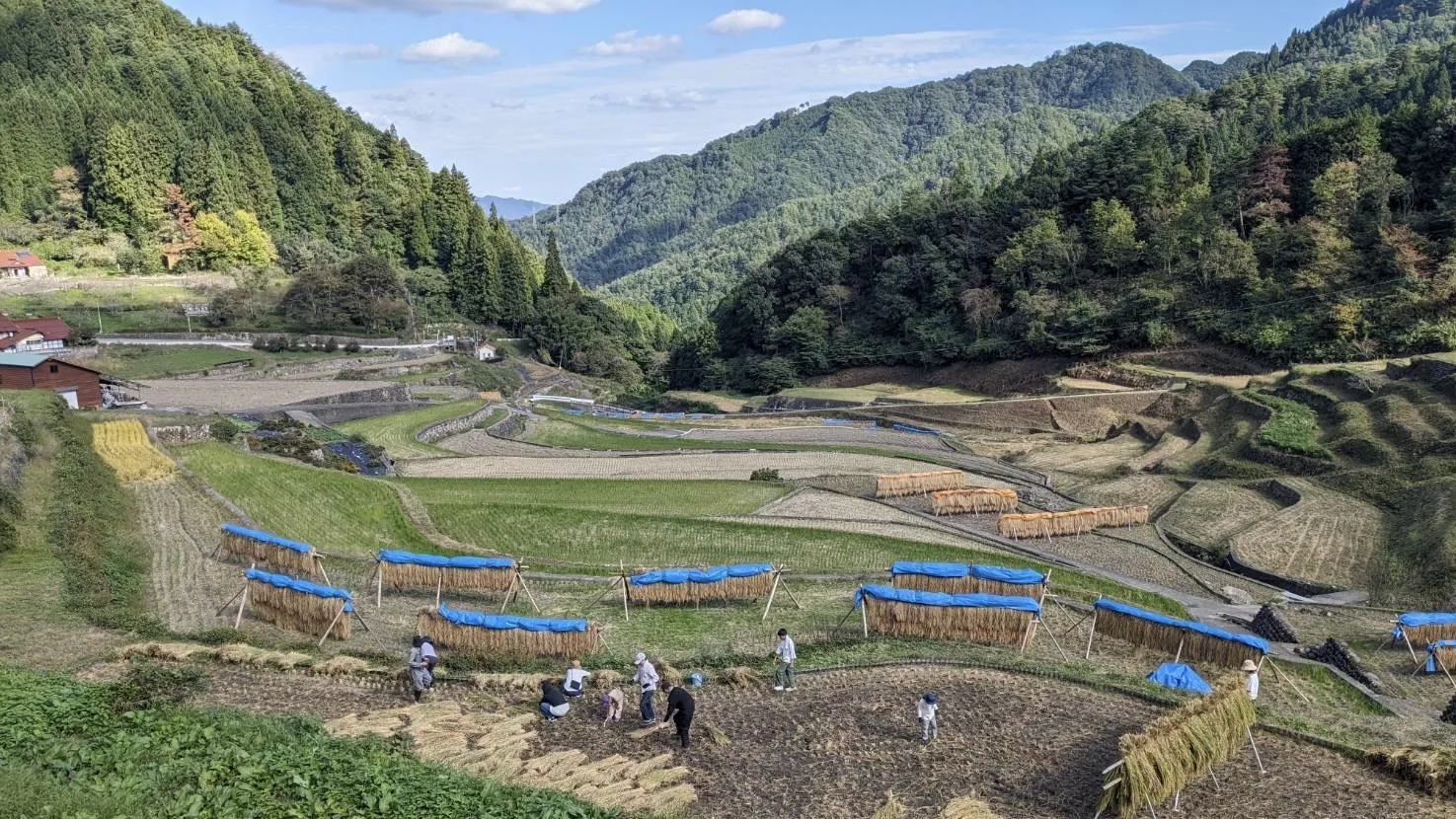 稲を干す風景と、棚田で作業する人たち。