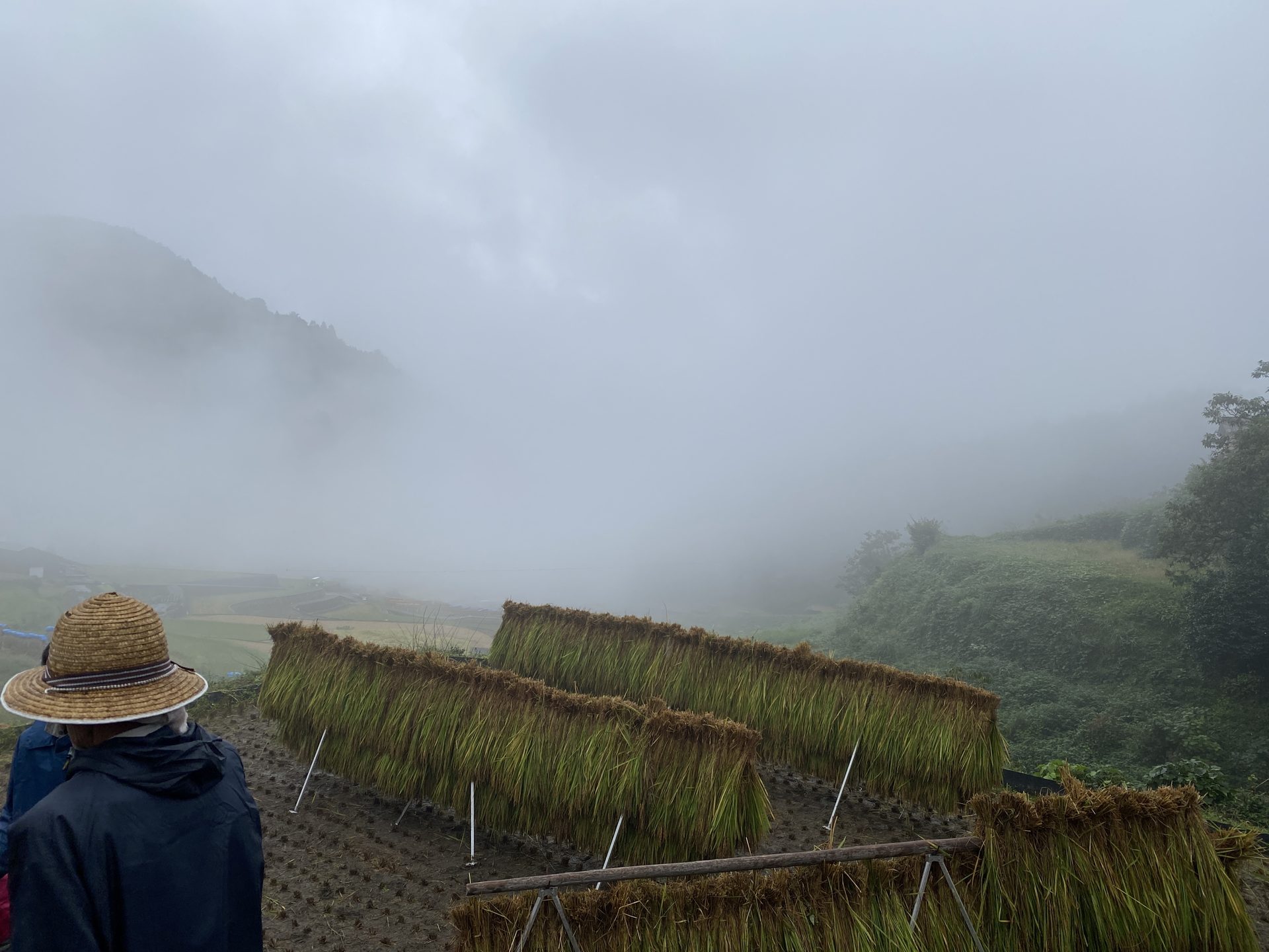 霧に包まれた棚田と、刈り取った稲を干す風景